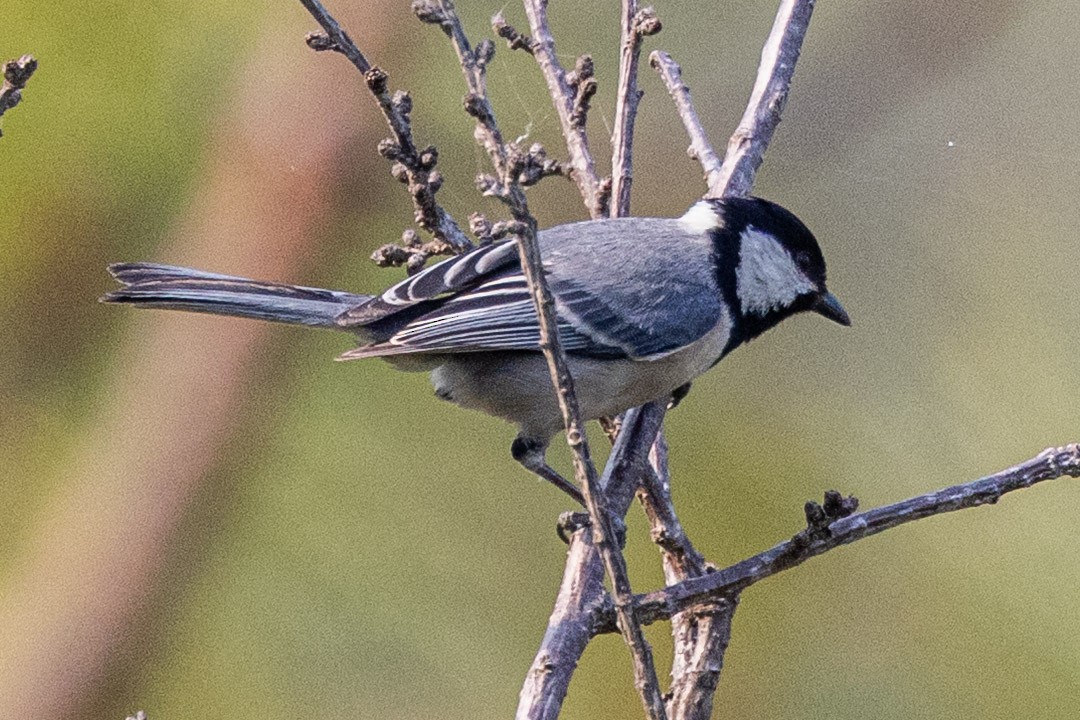 Asian Tit (Cinereous) - ML634154241