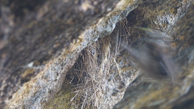 アンデスエナガカマドドリ - ML634154327