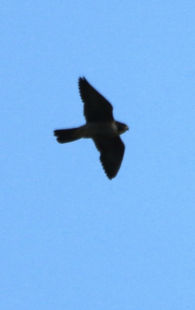 Peregrine Falcon (Australian) - ML634154335