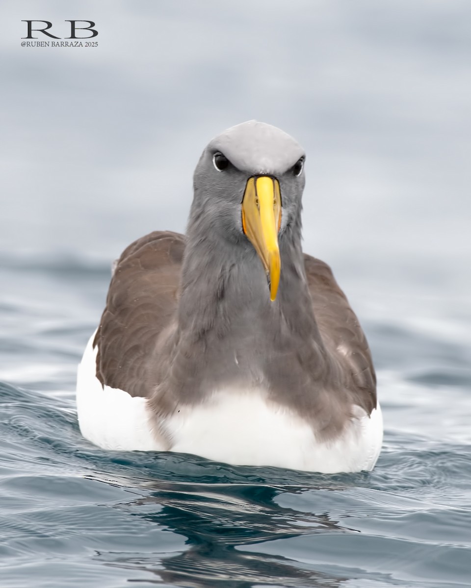 チャタムアホウドリ - ML634154451