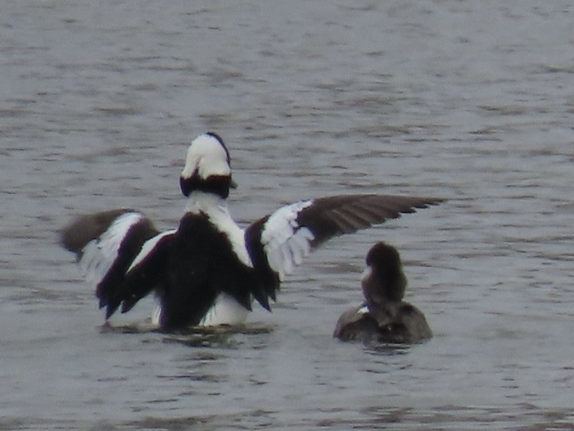 Bufflehead - ML634154465
