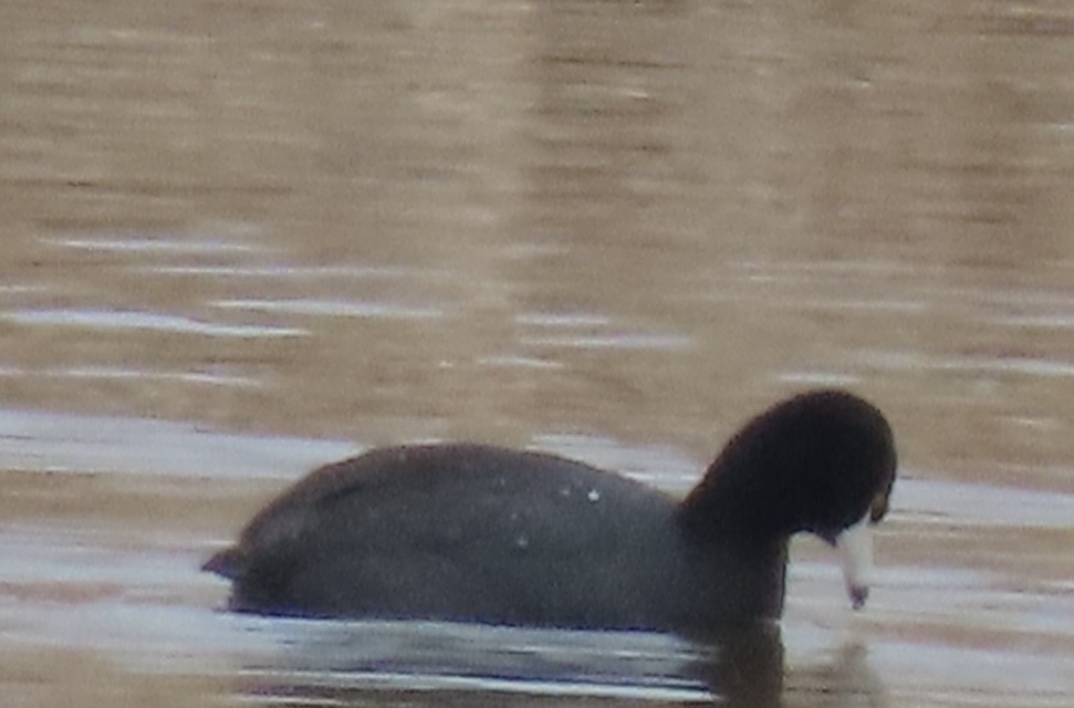 American Coot - ML634154478