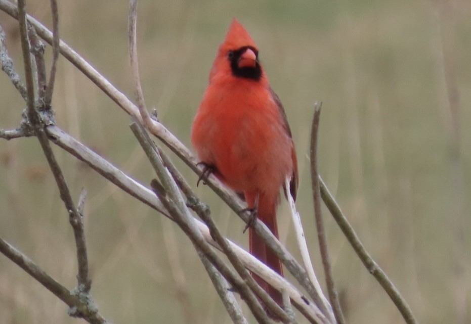 Northern Cardinal - ML634154483