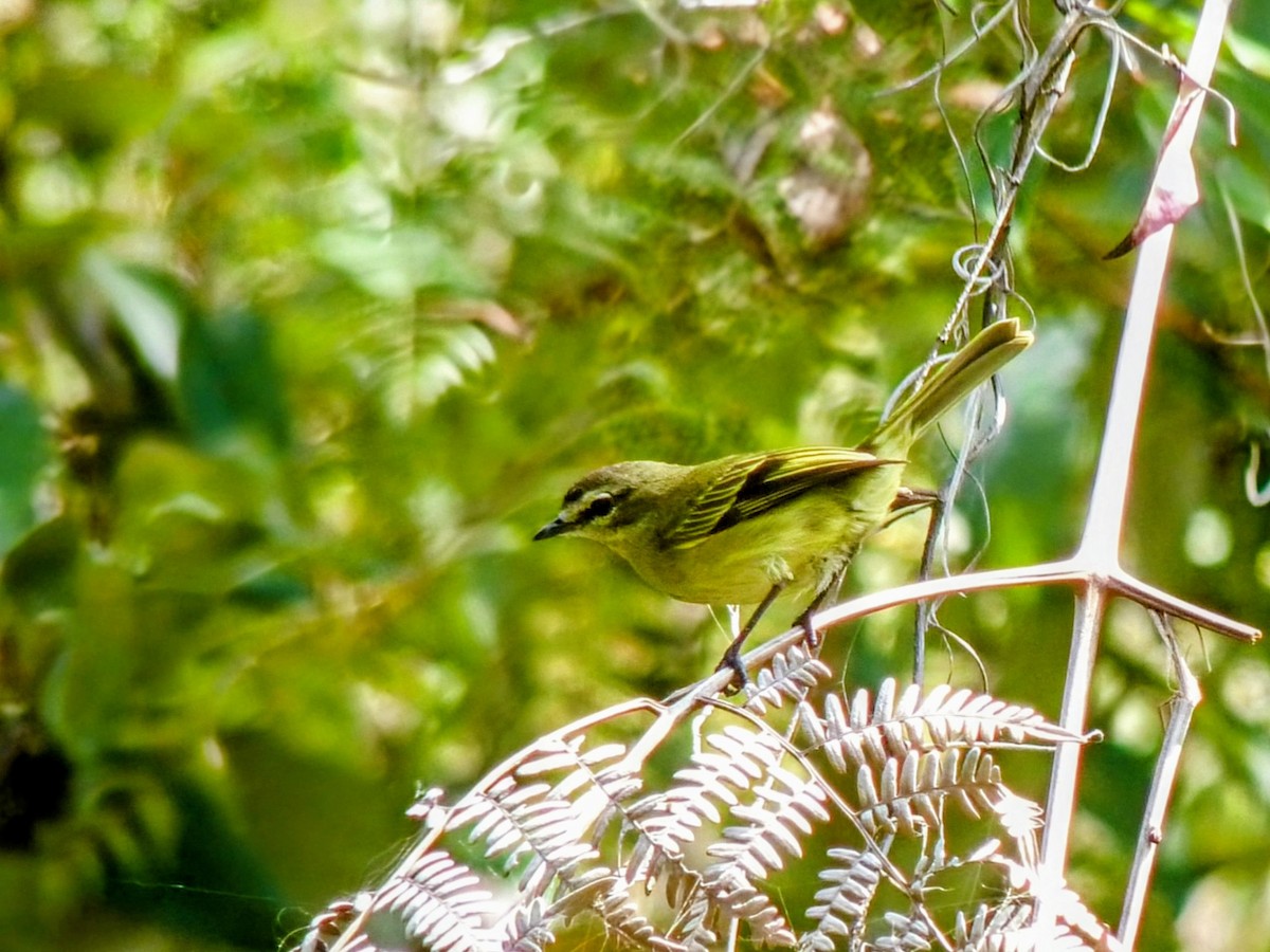 Spectacled Tyrannulet - ML634154496