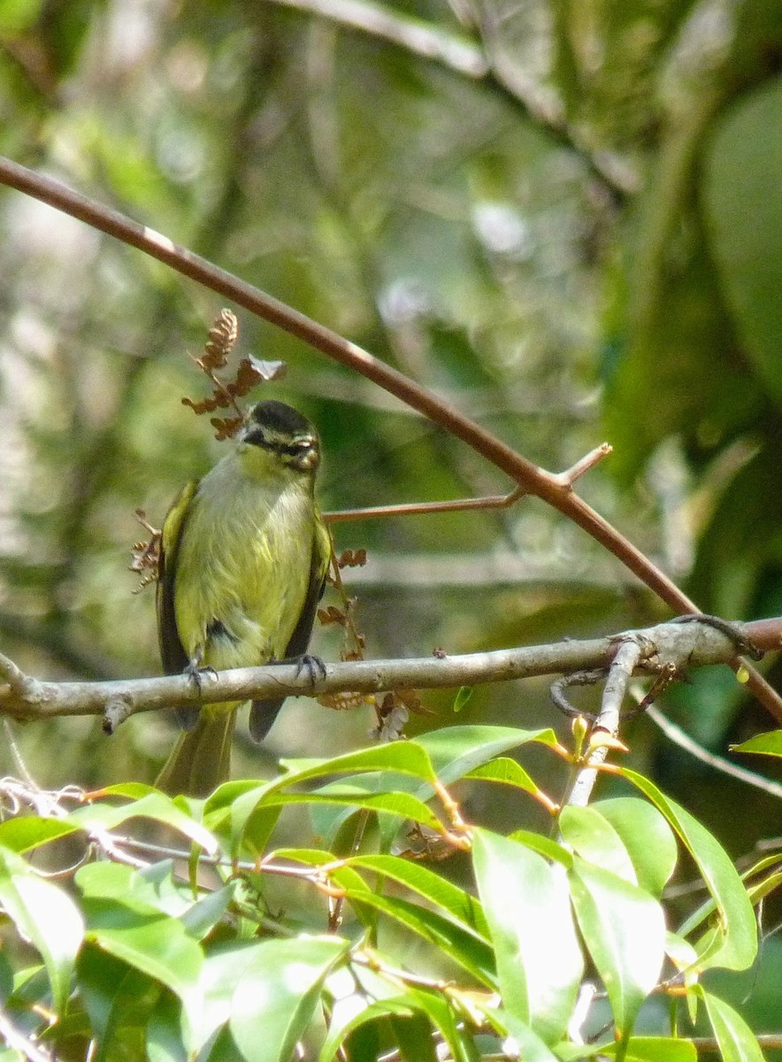 Spectacled Tyrannulet - ML634154497