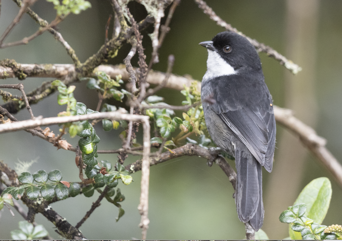 Black-backed Bush Tanager - ML634154598