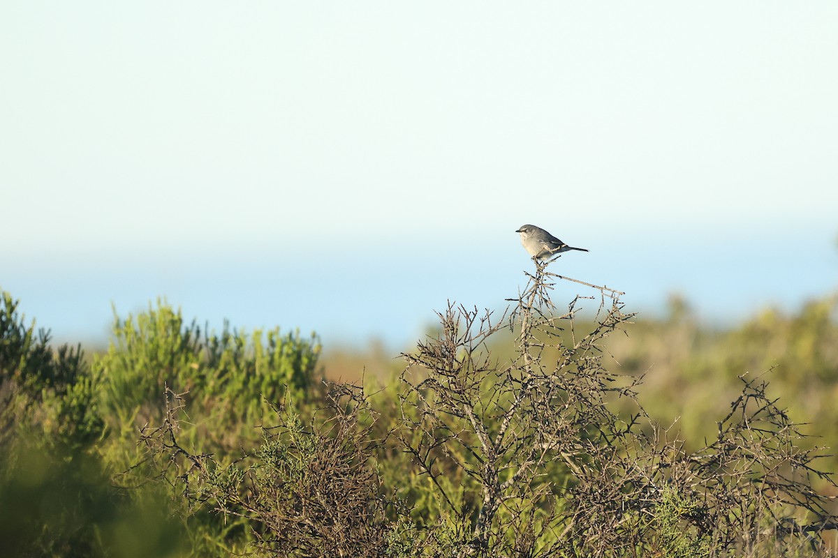 Layard's Warbler - ML634154662