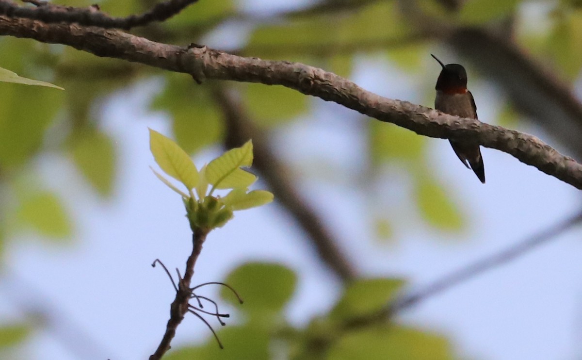 Ruby-throated Hummingbird - ML634154798