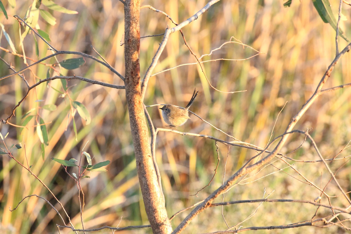 Purple-backed Fairywren - ML634154831