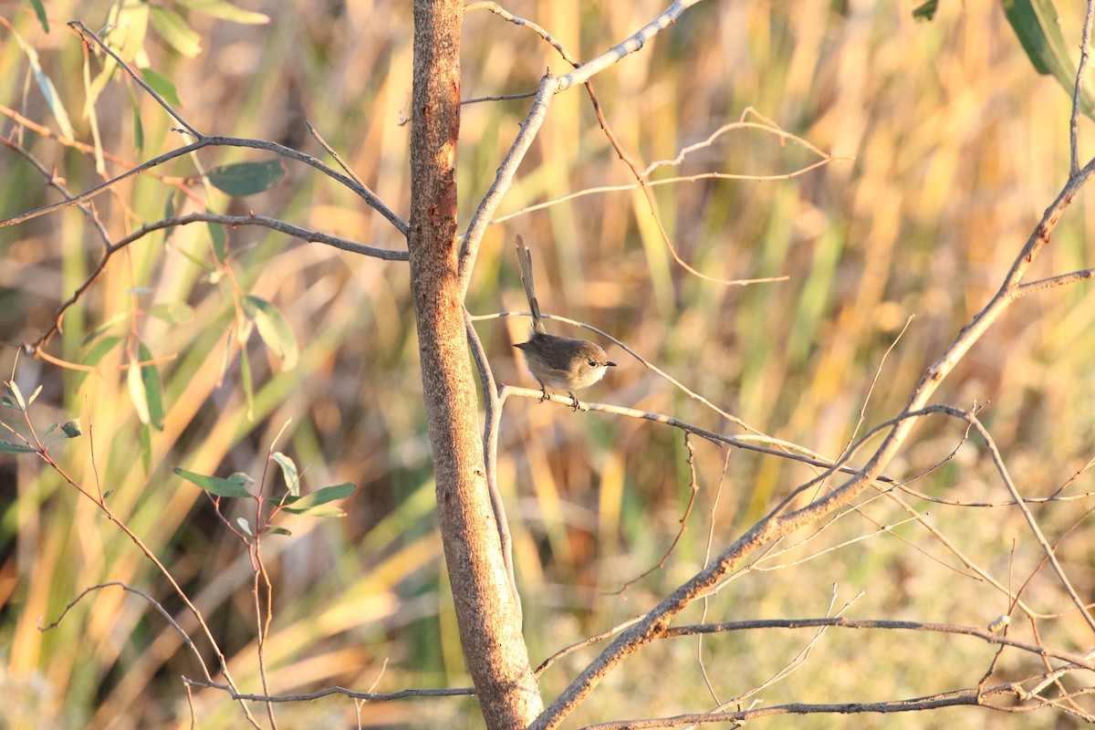 Purple-backed Fairywren - ML634154832