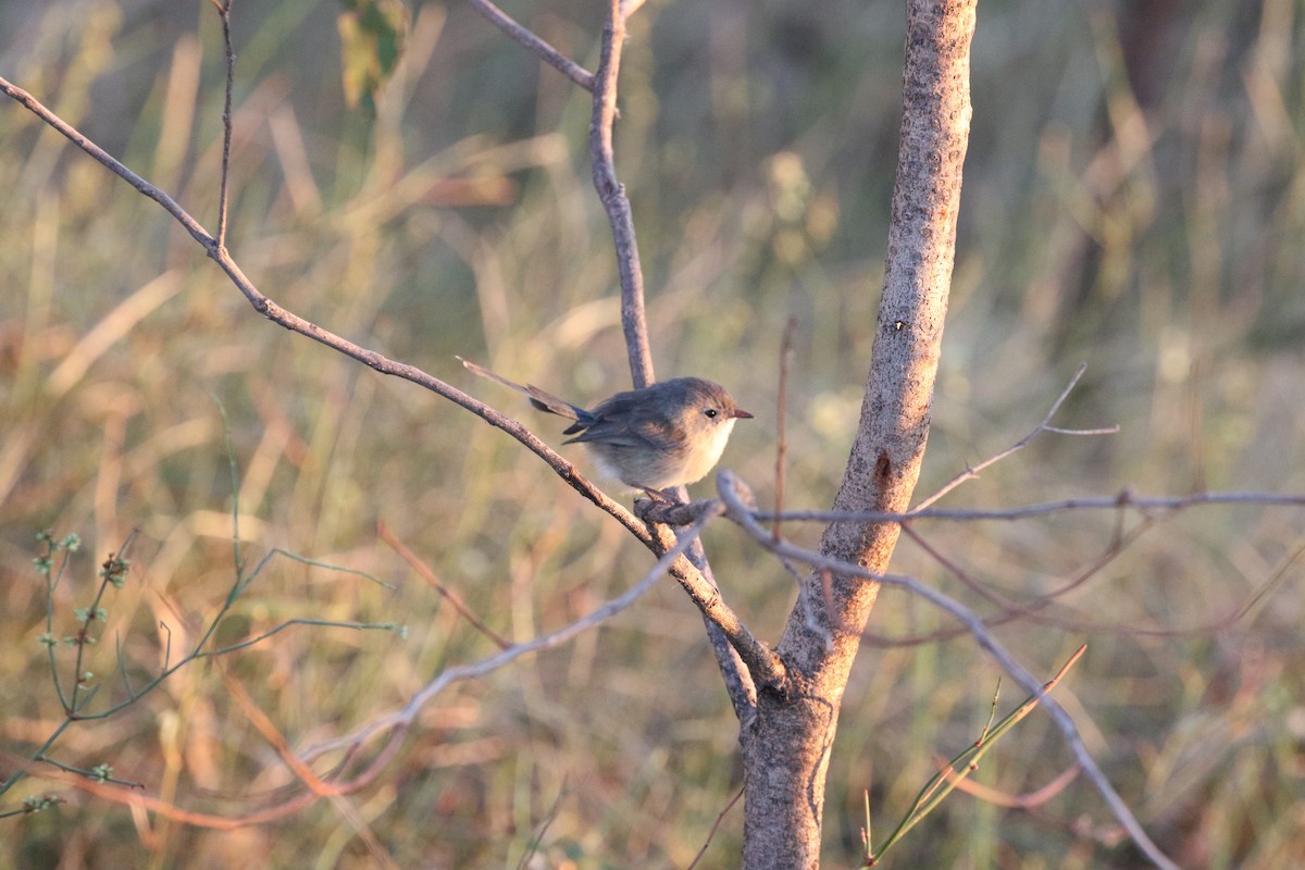 Purple-backed Fairywren - ML634154833
