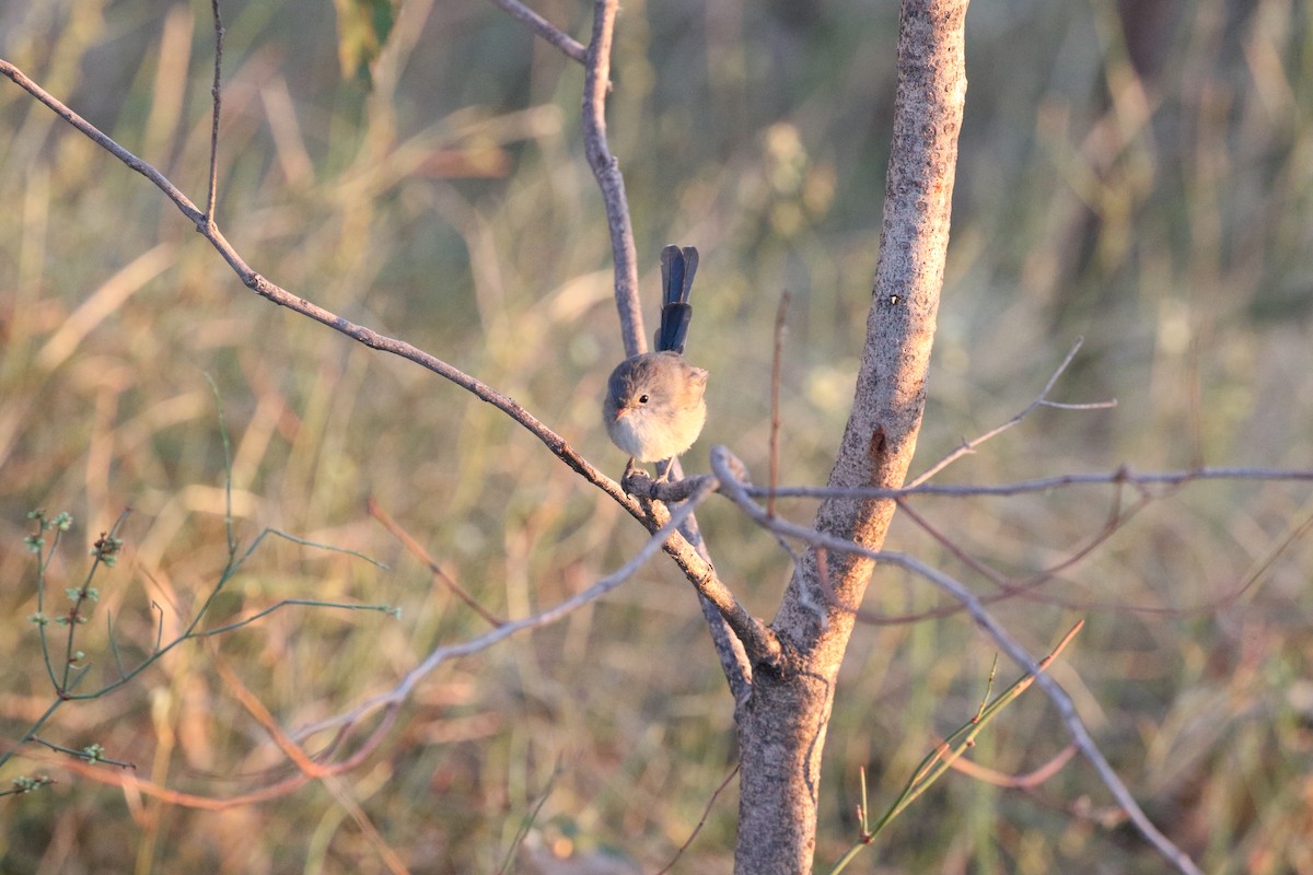 Purple-backed Fairywren - ML634154834