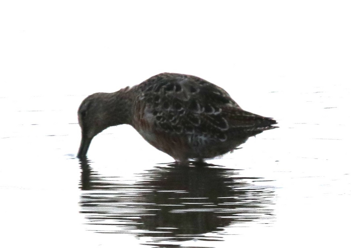 Long-billed Dowitcher - ML634154872