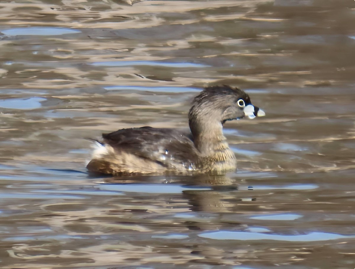Pied-billed Grebe - ML634154880