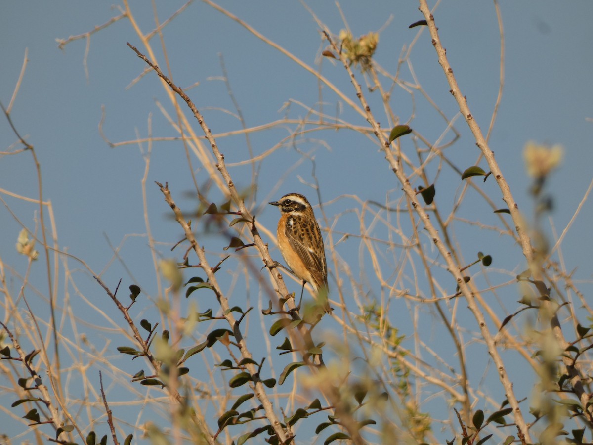 Whinchat - ML634154912