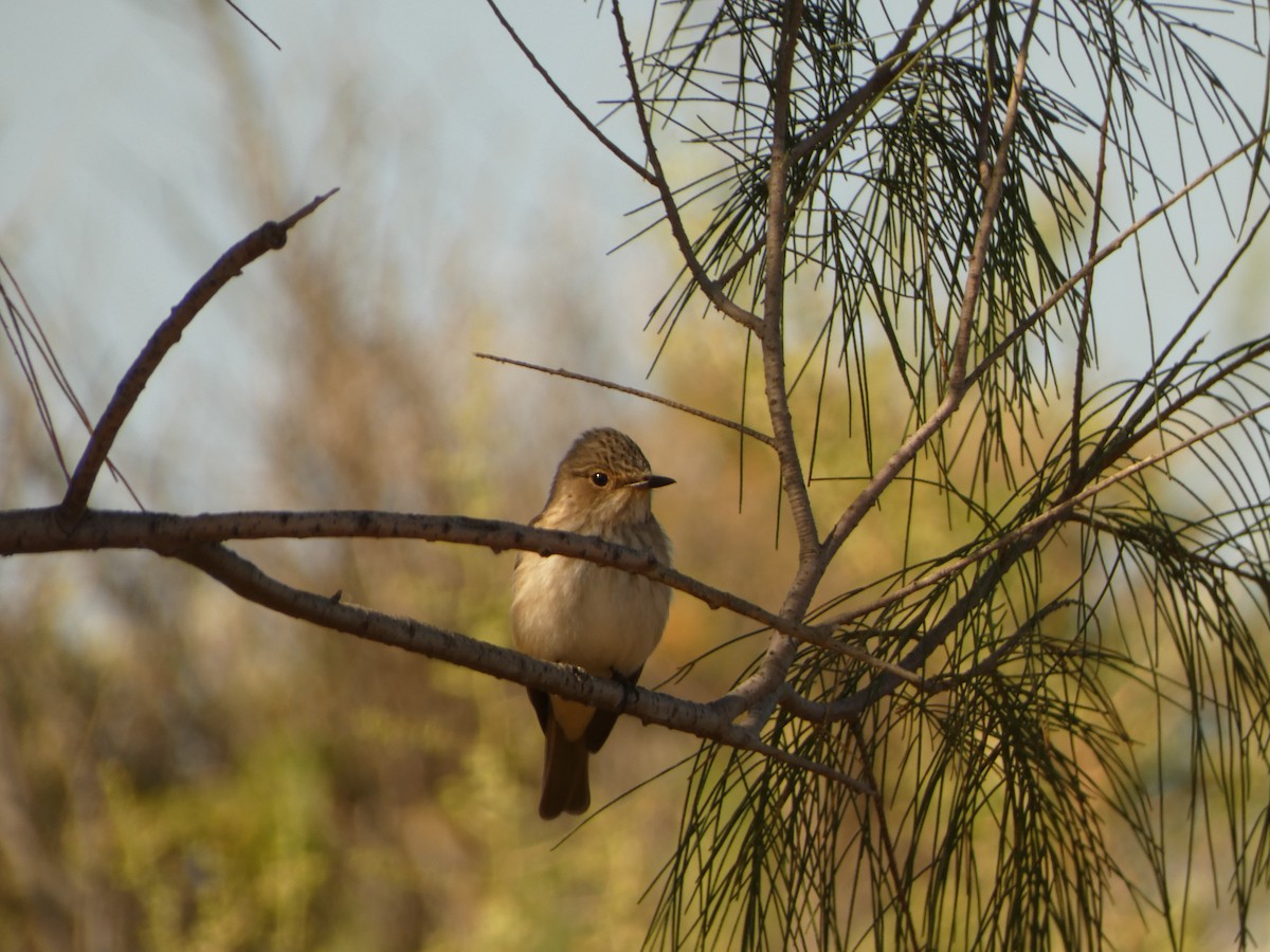 斑鶲 - ML634154944