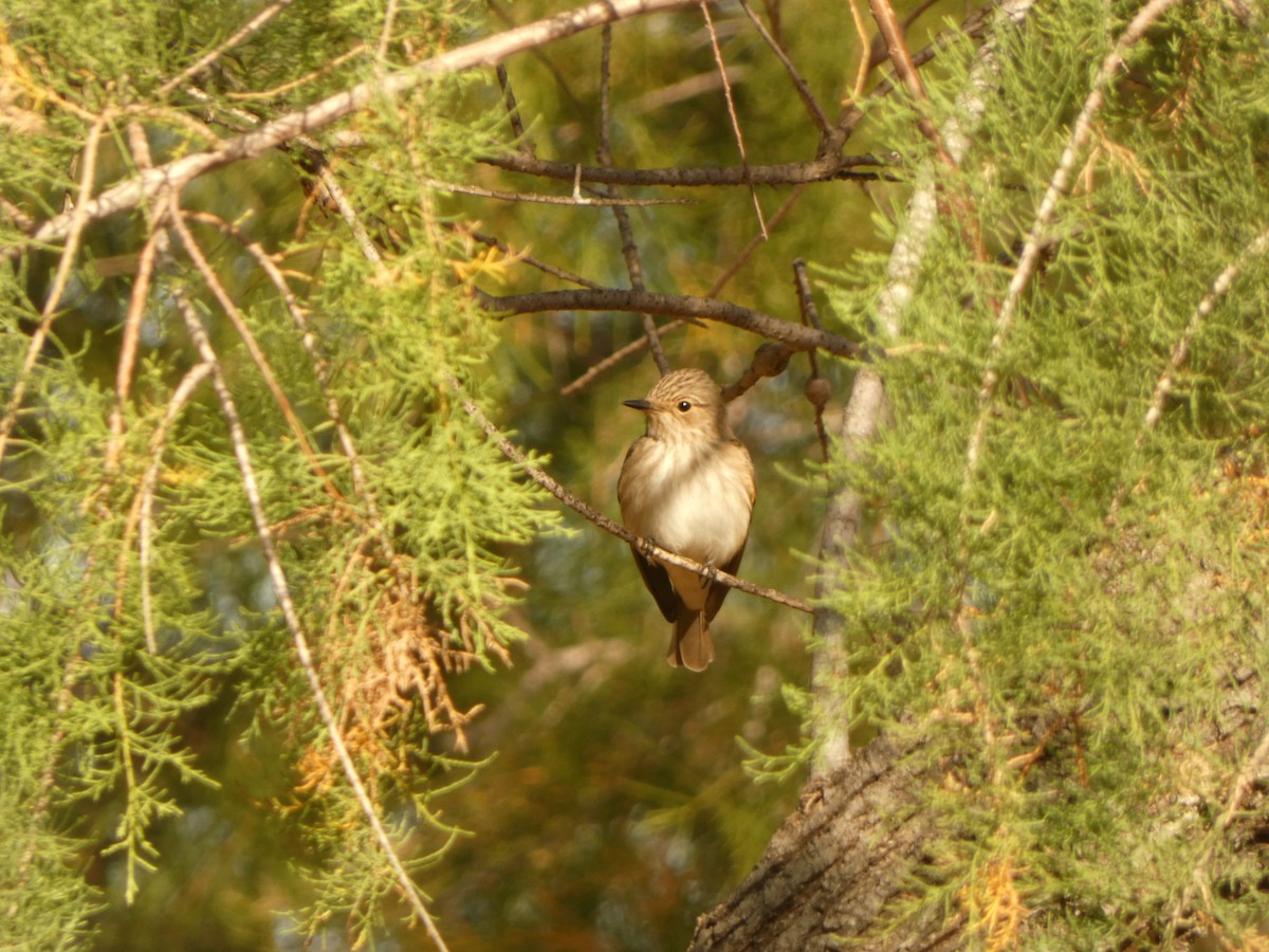 斑鶲 - ML634154997