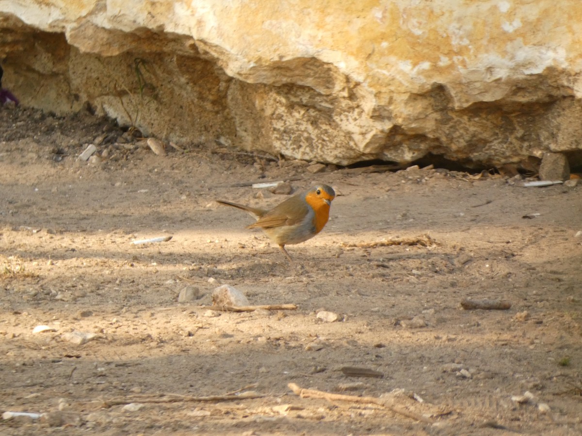 European Robin - ML634155017