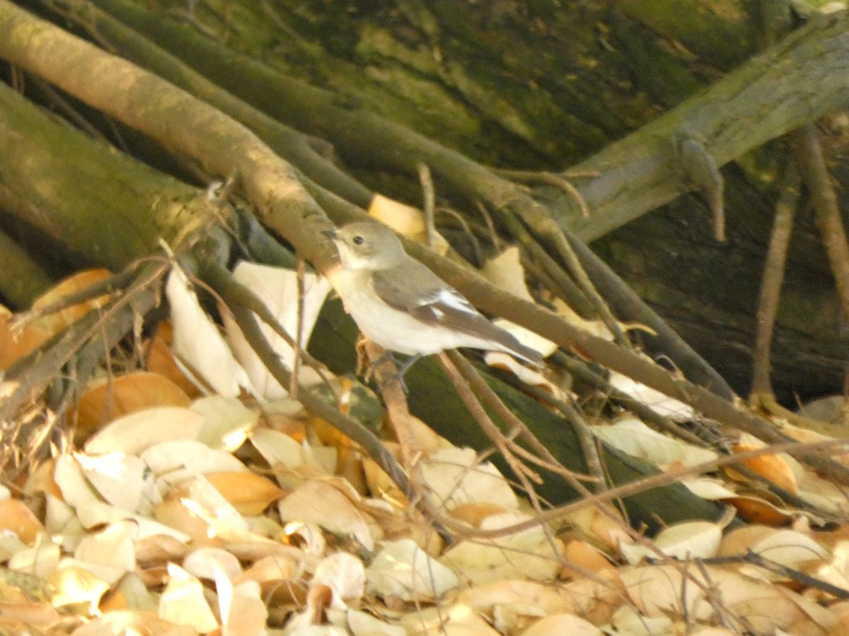 Collared Flycatcher - ML634155057