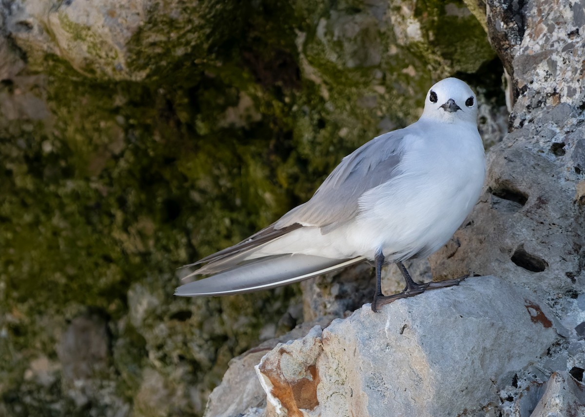 Gray Noddy - ML634155133