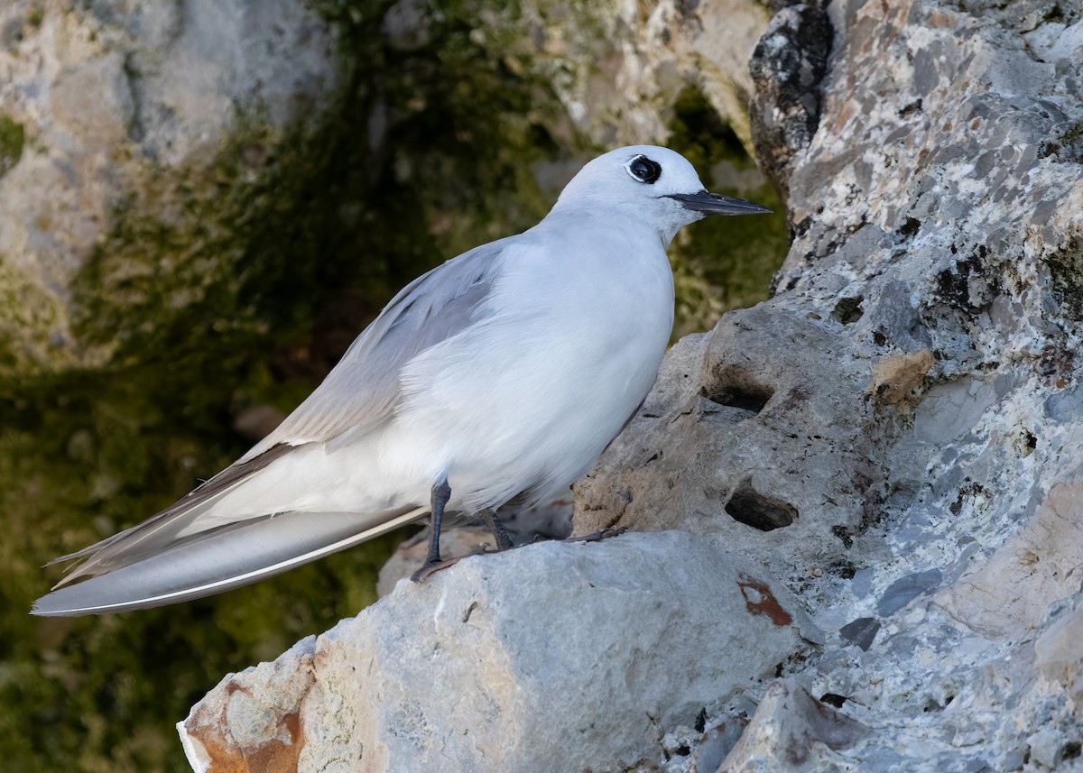 Gray Noddy - ML634155134