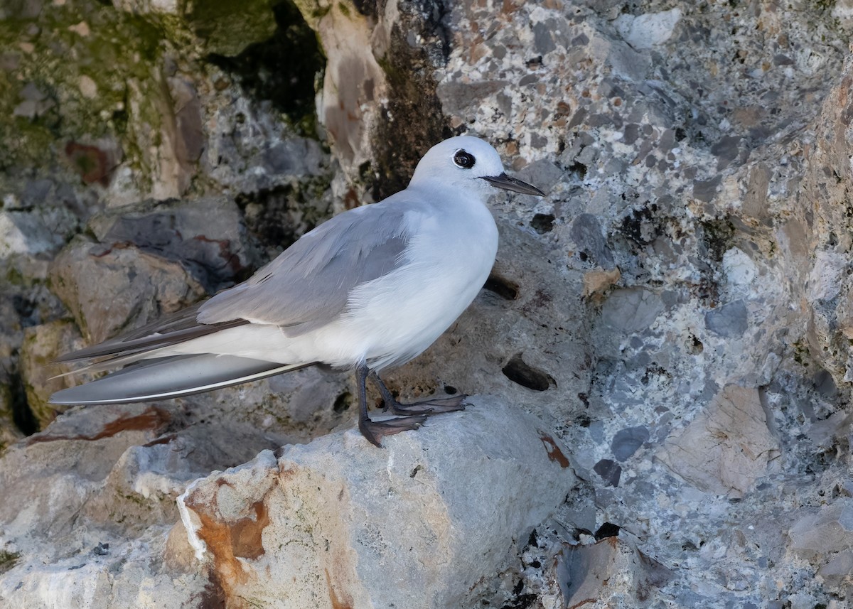 Gray Noddy - ML634155135