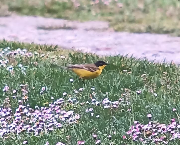 Western Yellow Wagtail (xanthophrys-type intergrade) - ML634155223