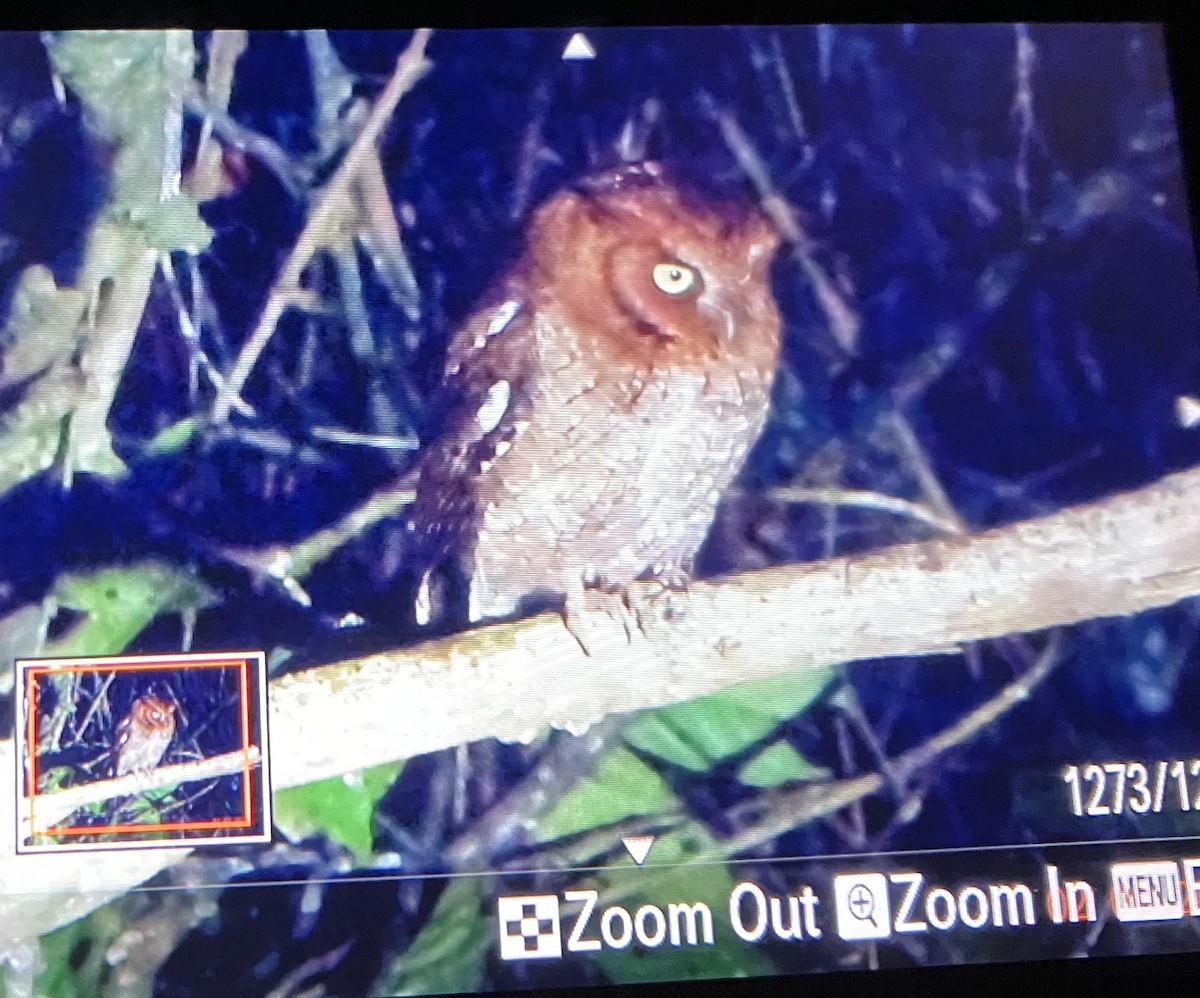 Middle American Screech-Owl (Middle American) - ML634155237