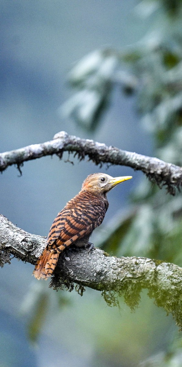 Bay Woodpecker - ML634155285