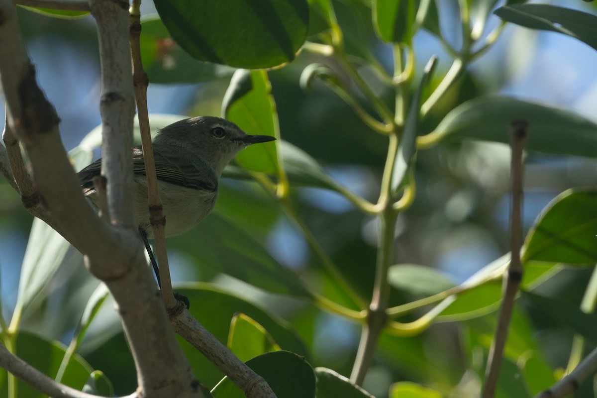 Dusky Gerygone - ML634155325