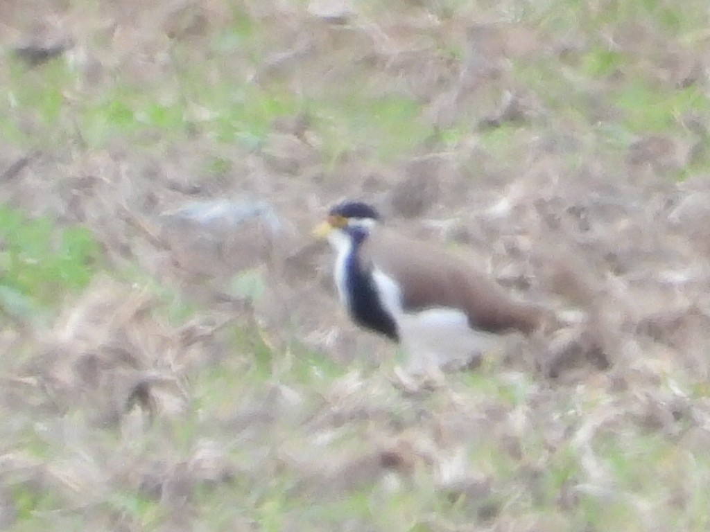Banded Lapwing - ML634155336