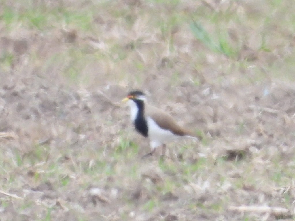 Banded Lapwing - ML634155337