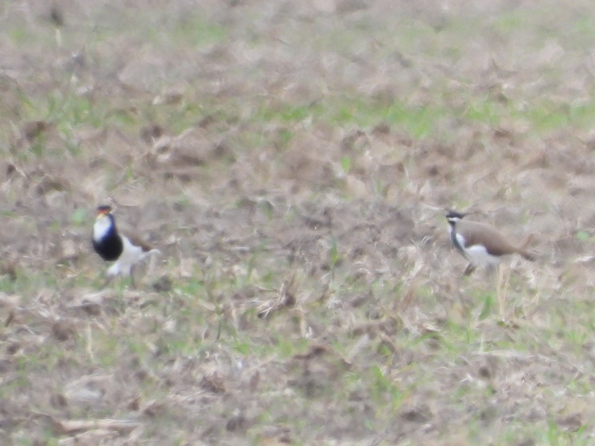 Banded Lapwing - ML634155338