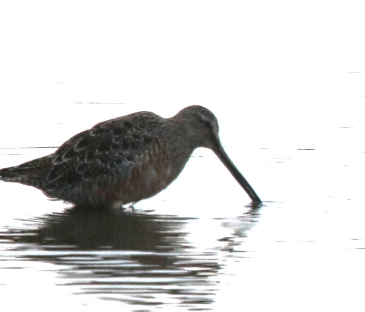 Long-billed Dowitcher - ML634155359