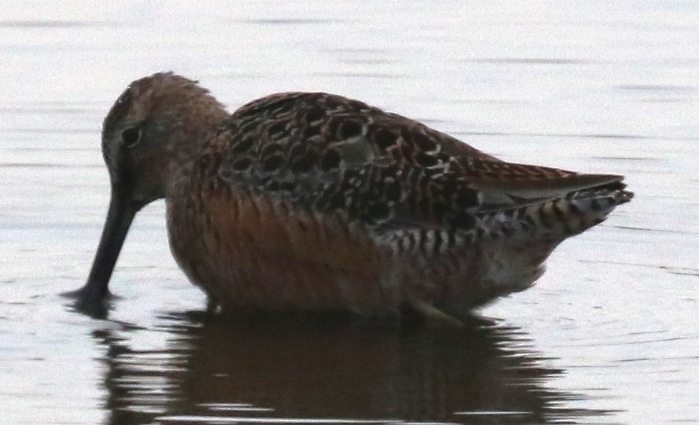 Long-billed Dowitcher - ML634155367