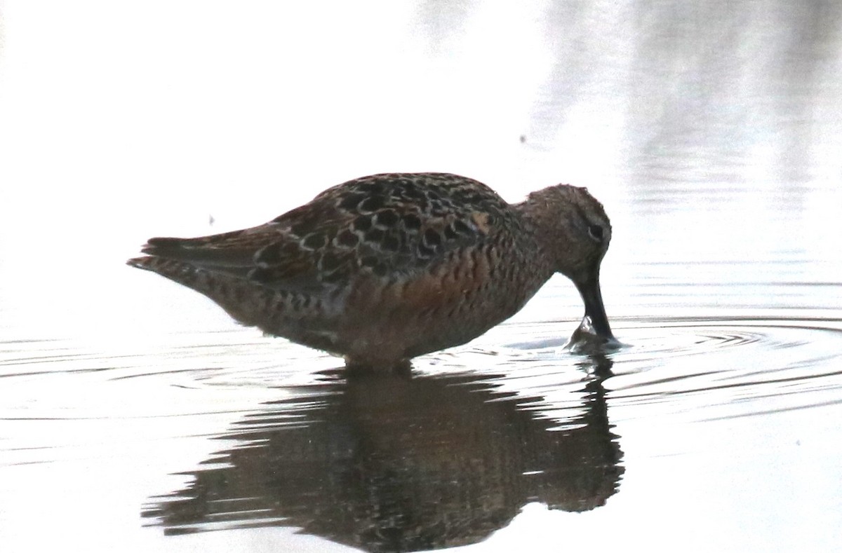 Long-billed Dowitcher - ML634155381
