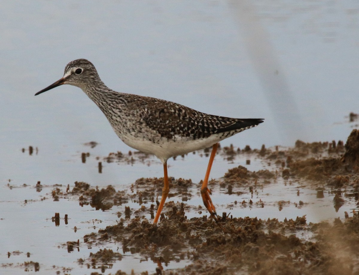 Lesser Yellowlegs - ML634155391