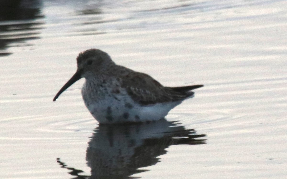Dunlin - ML634155393