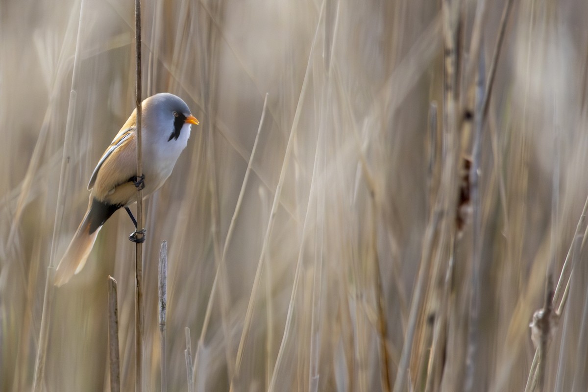 Синиця вусата - ML634155437