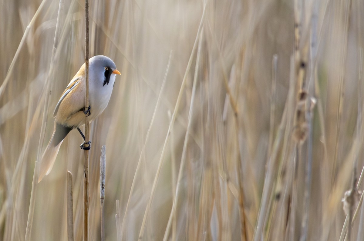 Синиця вусата - ML634155438