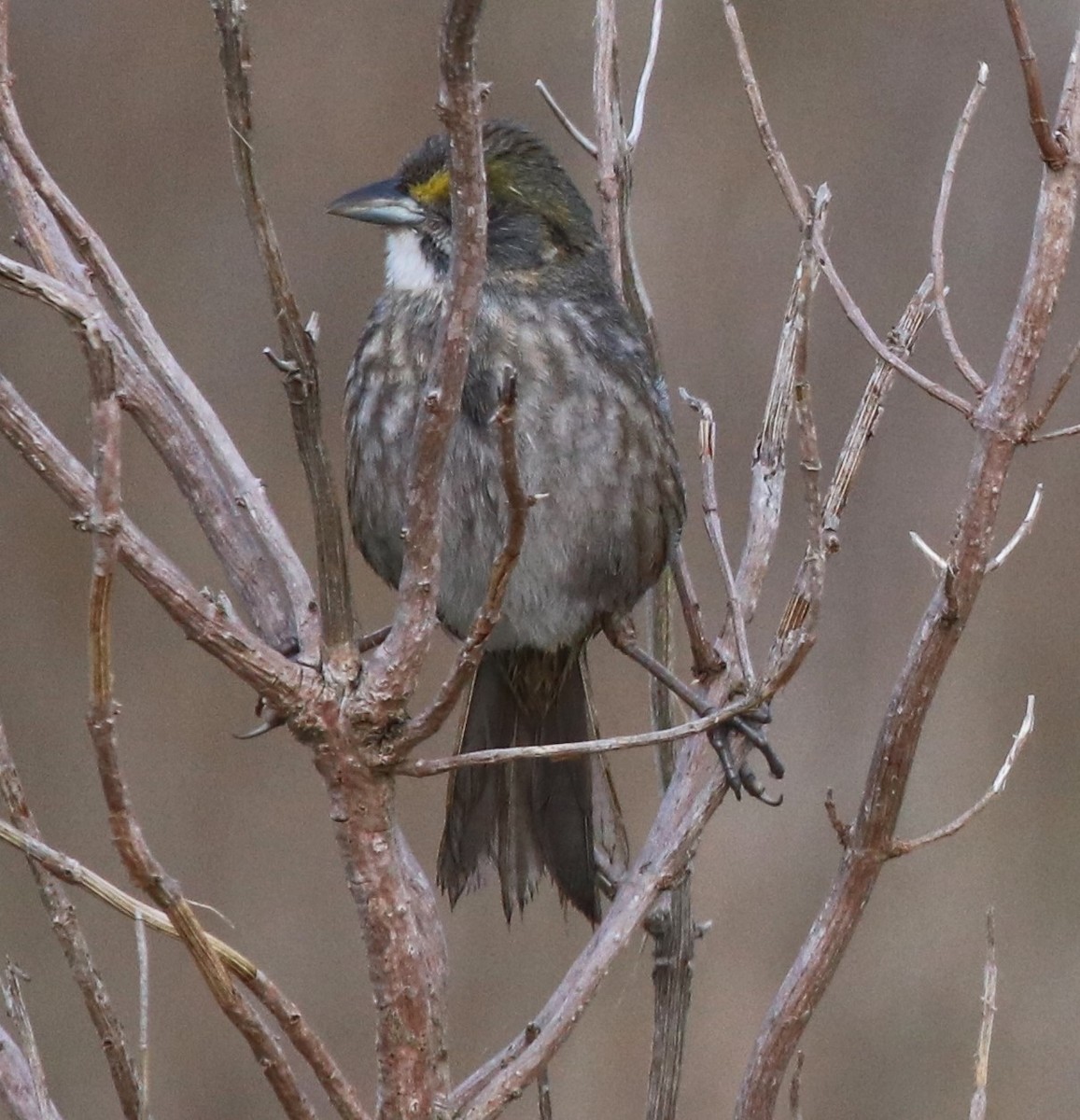 Seaside Sparrow - ML634155449