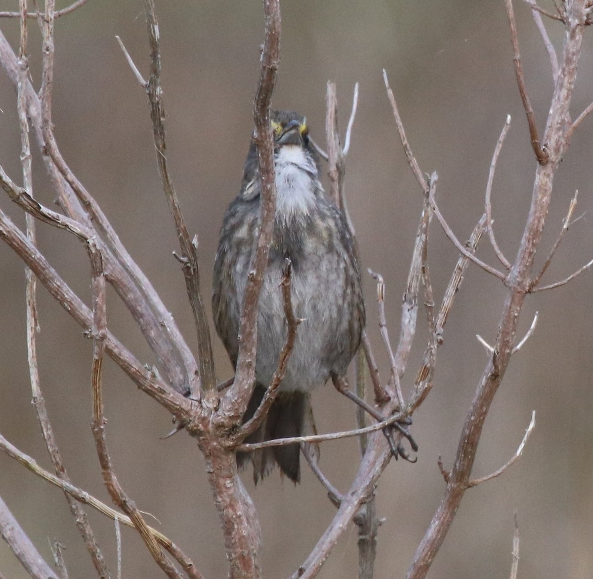 Seaside Sparrow - ML634155453