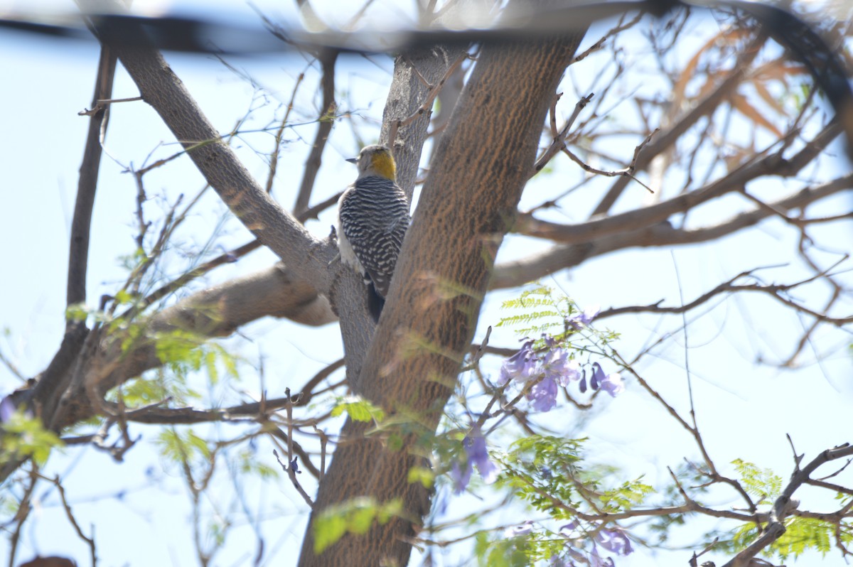 Golden-fronted Woodpecker - ML634155456
