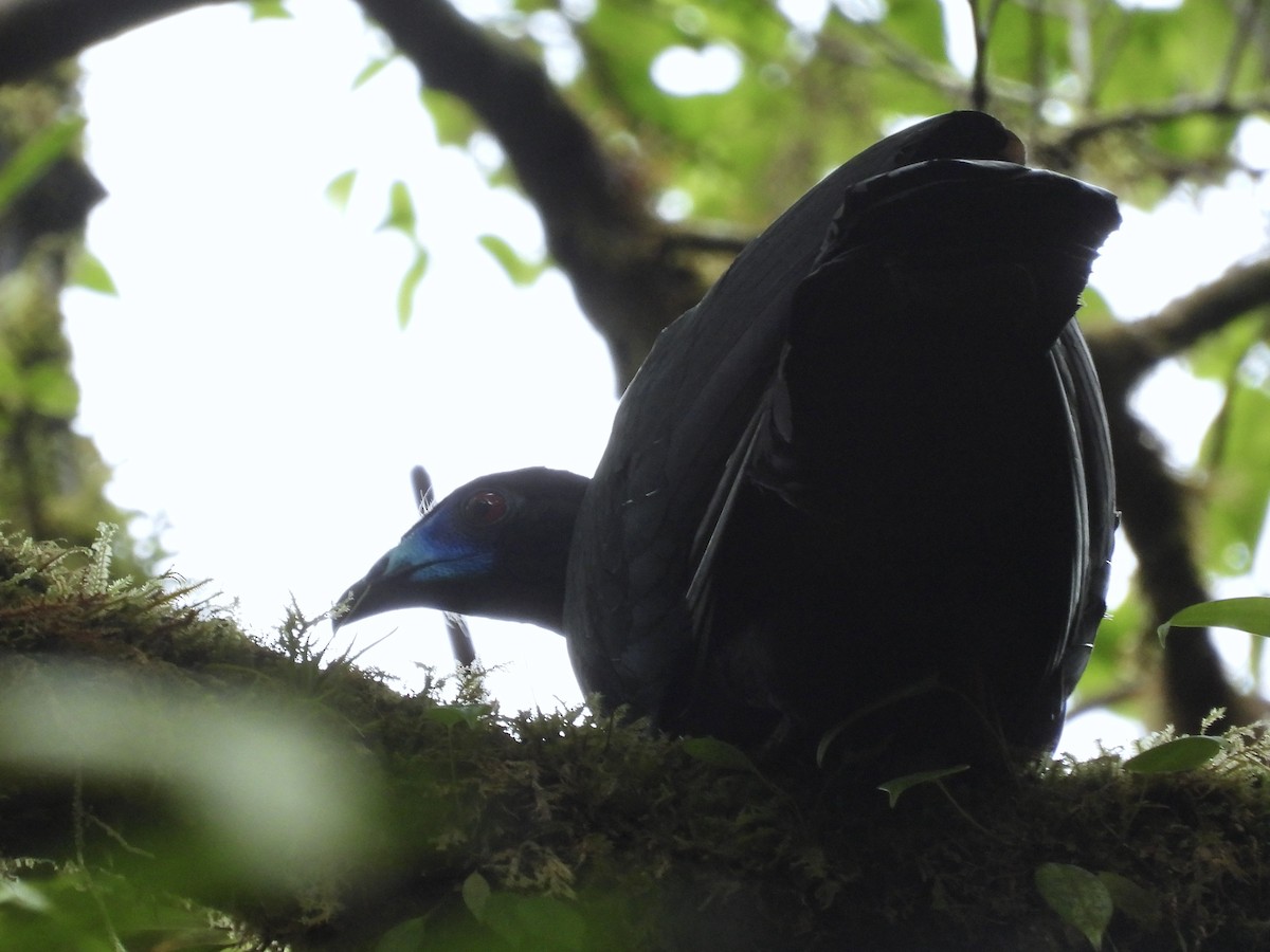 Black Guan - ML634155473