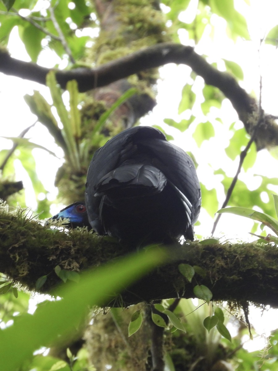 Black Guan - ML634155474