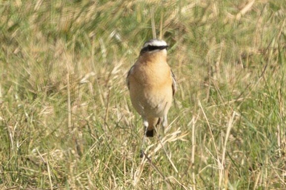 Northern Wheatear (Greenland) - ML634155477