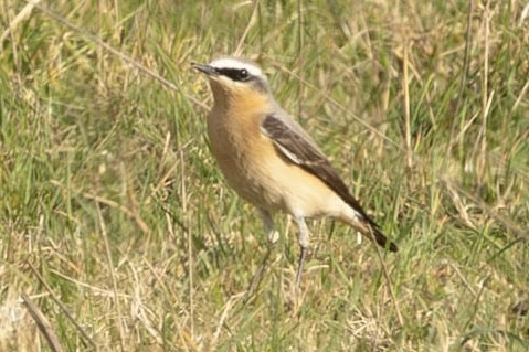 Northern Wheatear (Greenland) - ML634155478