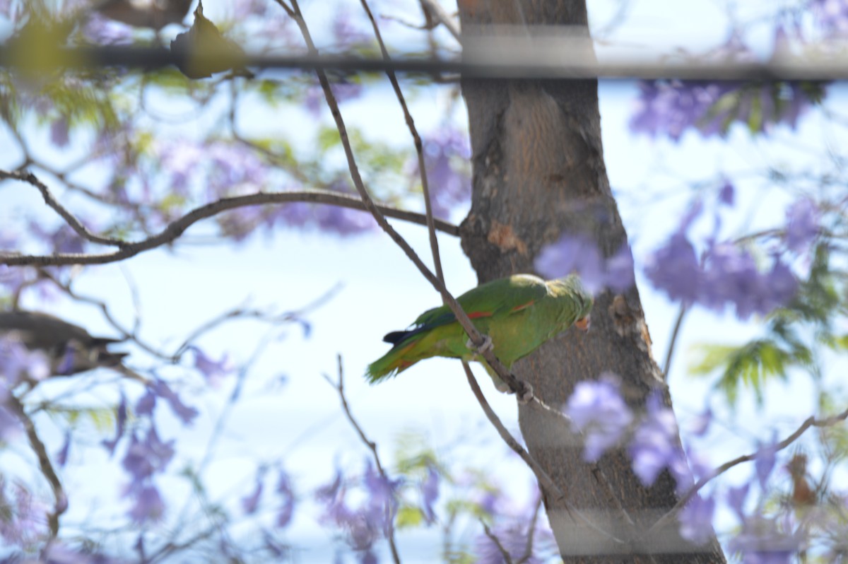 和尚鸚鵡 - ML634155506