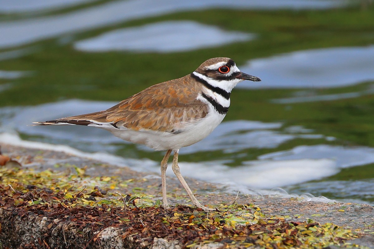 Killdeer - ML634155587