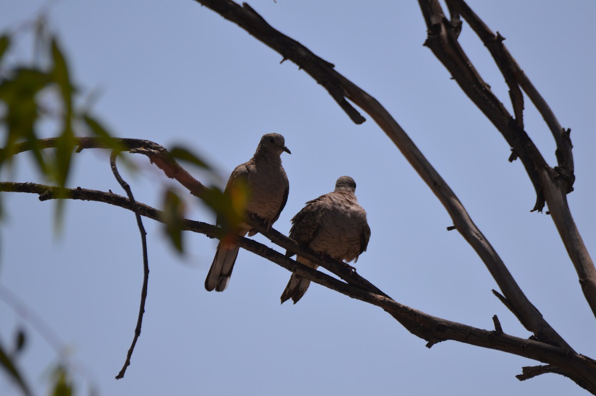 Inca Dove - ML634155688